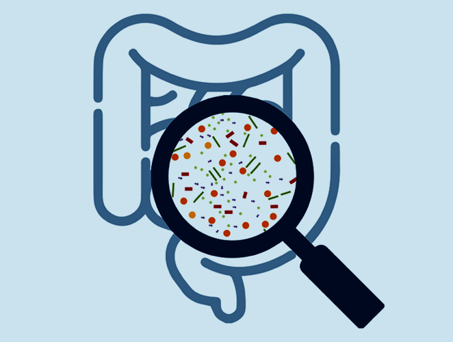 The gut microbiome - how does it work?